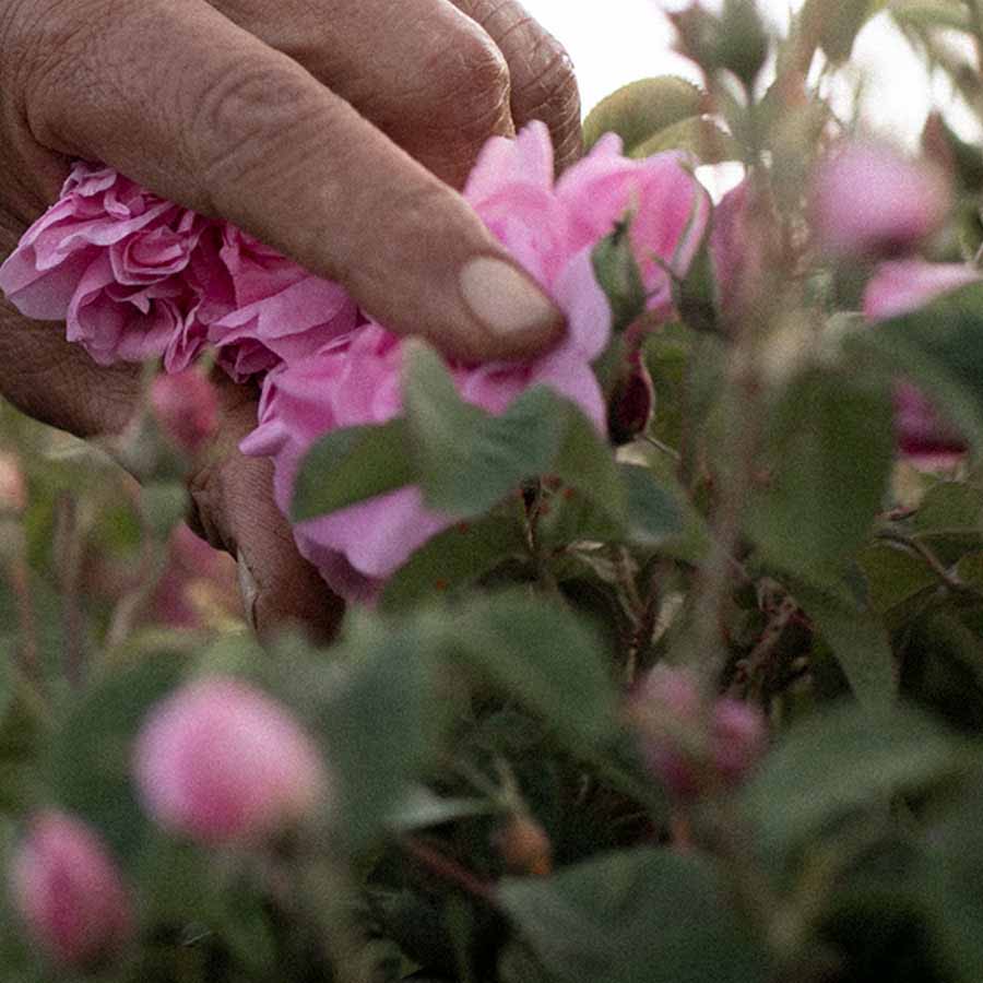 Damask rose harvest for Rose Day Cream
