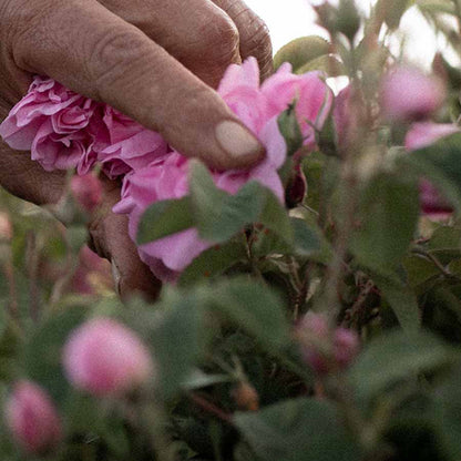 Damask rose harvest for Rose Day Cream